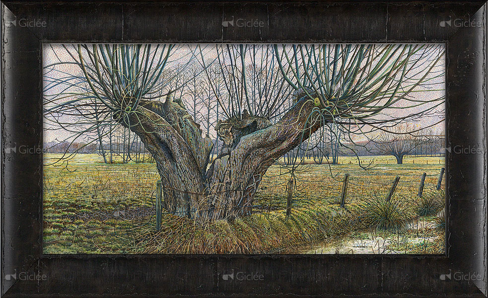 Oude knotwilg bij Terschuur