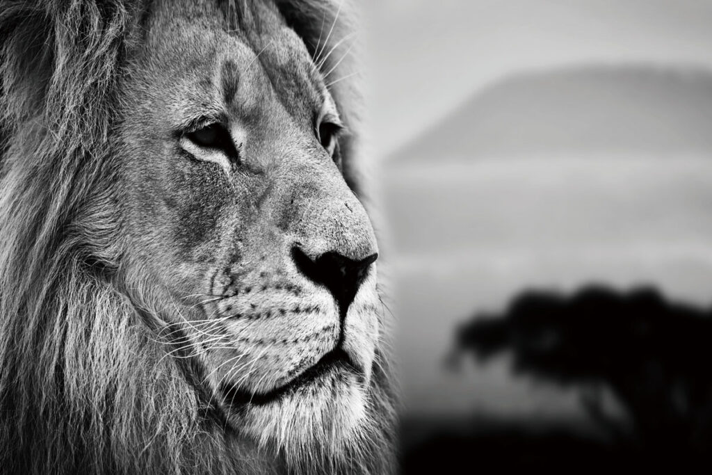 Glasschilderij King's Judgement Leeuw Kat Roofdier GS-S004