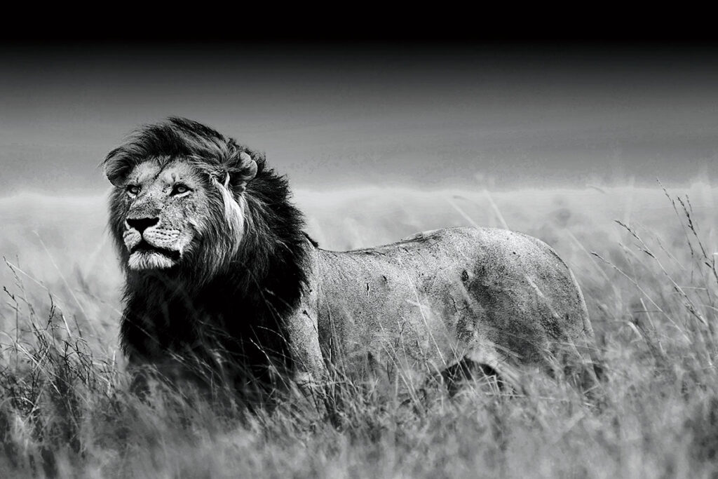 Glasschilderij Lion's Glory Black and White Leeuw Zwart Wit Grasveld GS-S743