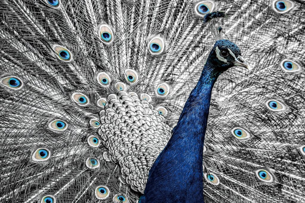 Glasschilderij Peacock Eyes Pauw Vogel Veren GS-S930