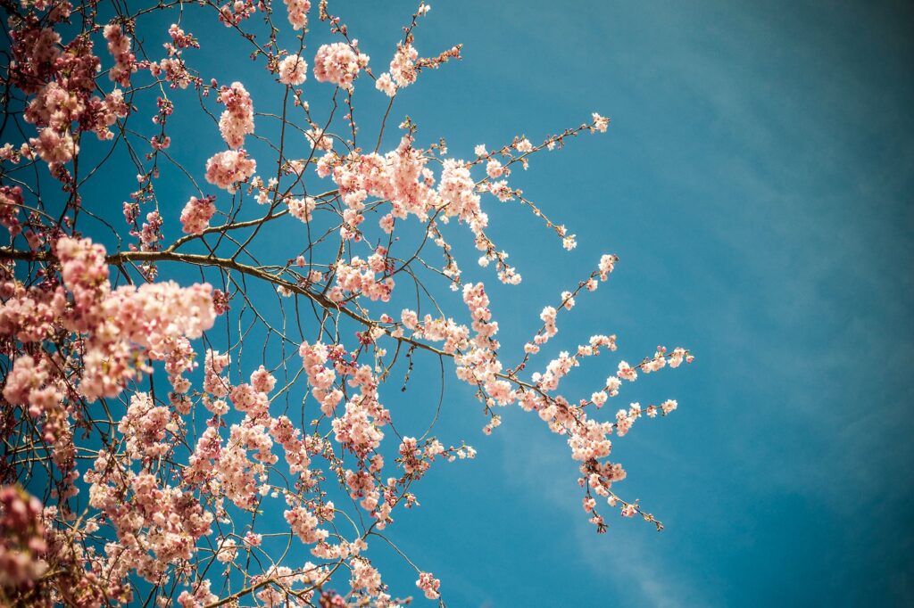 Glasschilderij Sakura Passion Bloeien Bloemen GS-S293