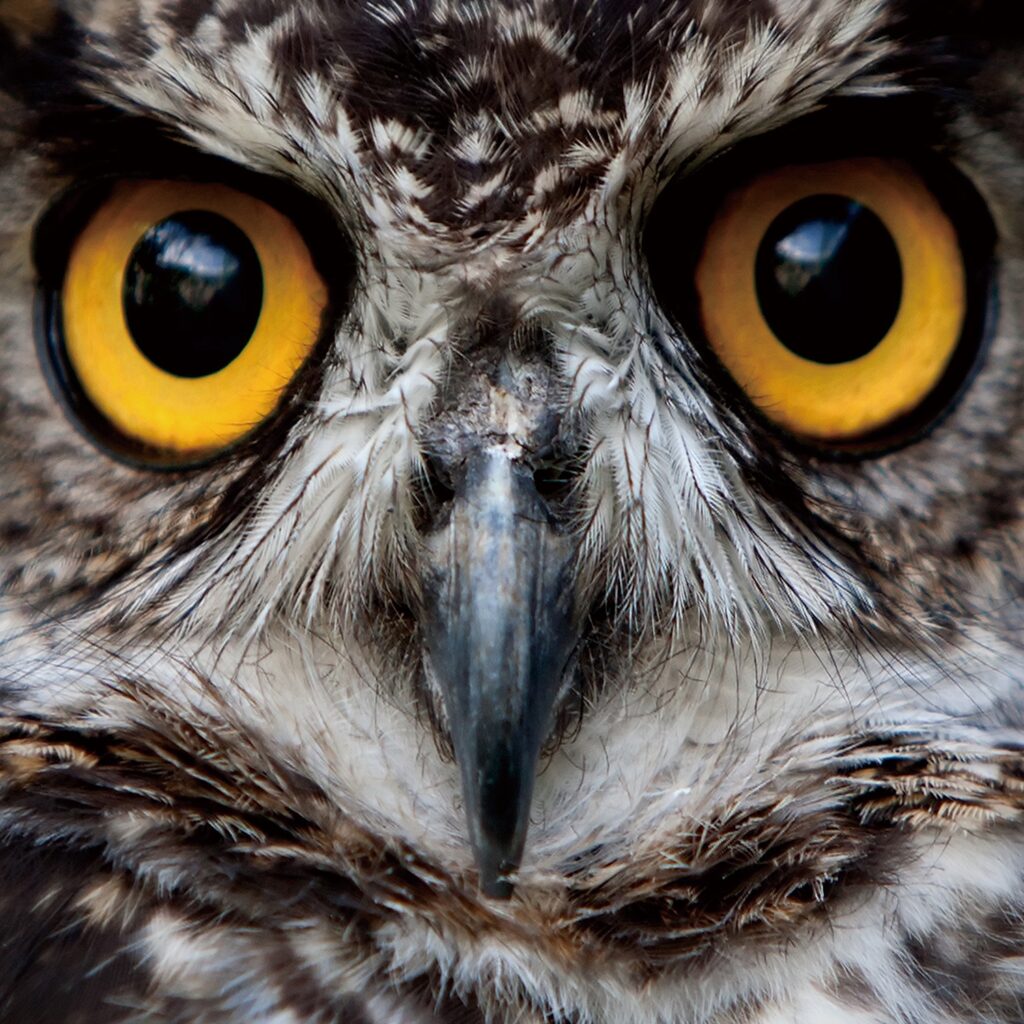 Glasschilderij Big Owl Eyes Uil Ogen Veren GS-S107