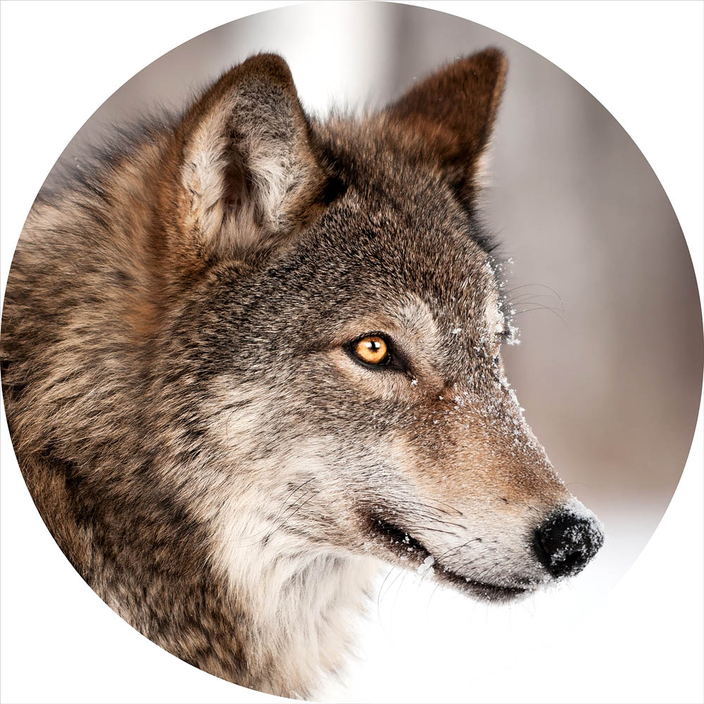 Rond glasschilderij Wolf's Stare Roofdier Zoogdier Hond GS-S178